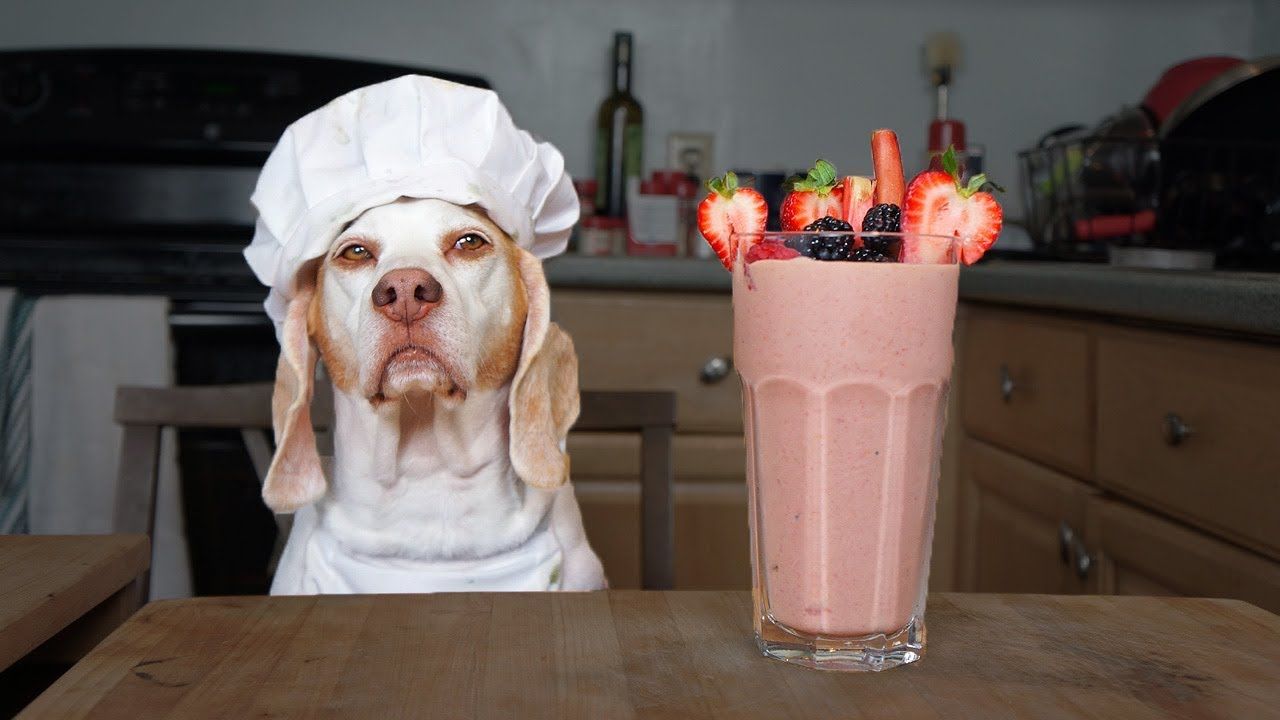 Funny Chef Dog Makes Smoothies! Funny Dog Maymo #funny # ...